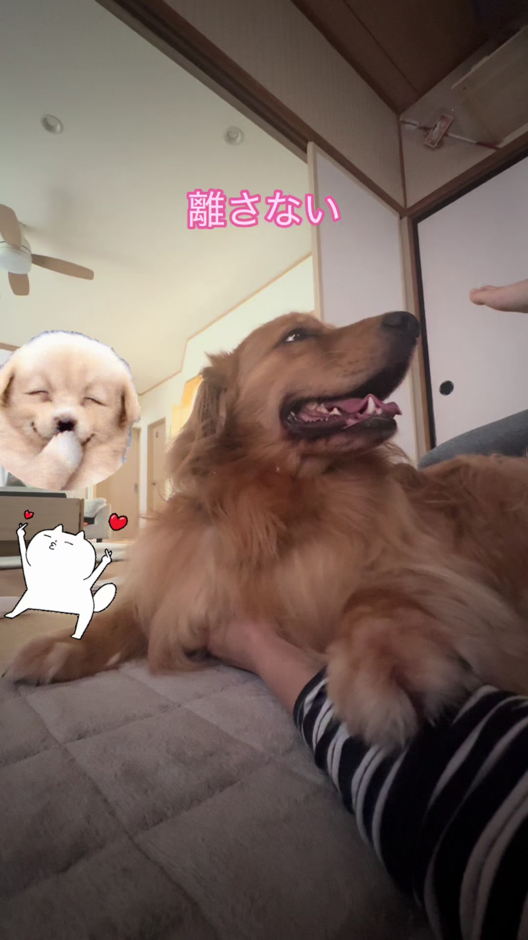@ACIKA🇯🇵🇲🇨MOMO🍑🐶