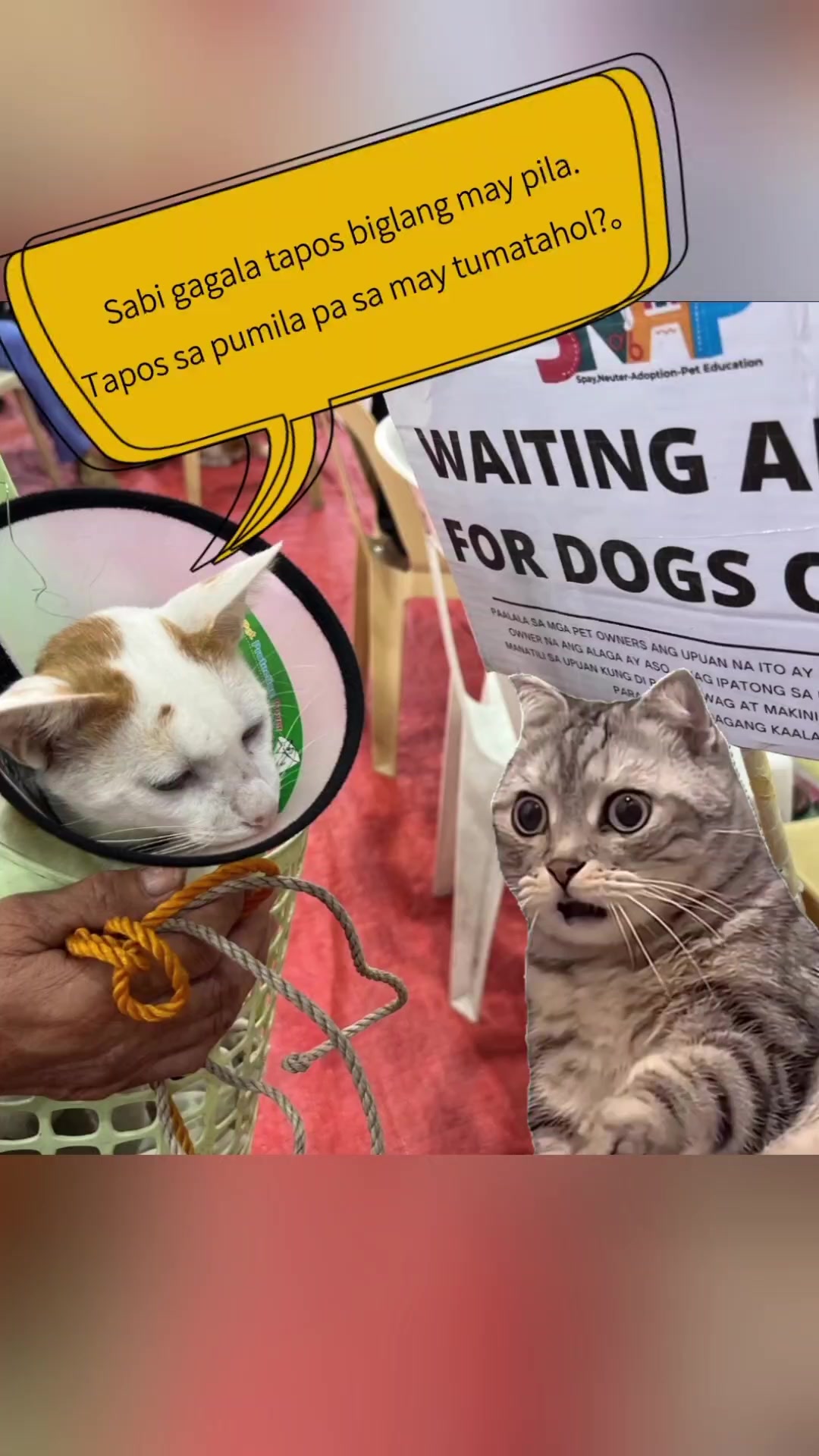 @AnimalKingdomFoundation
