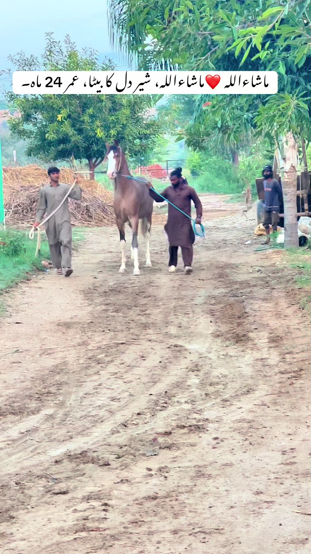 @SUNRISE STUD FARMS RAWALPINDI