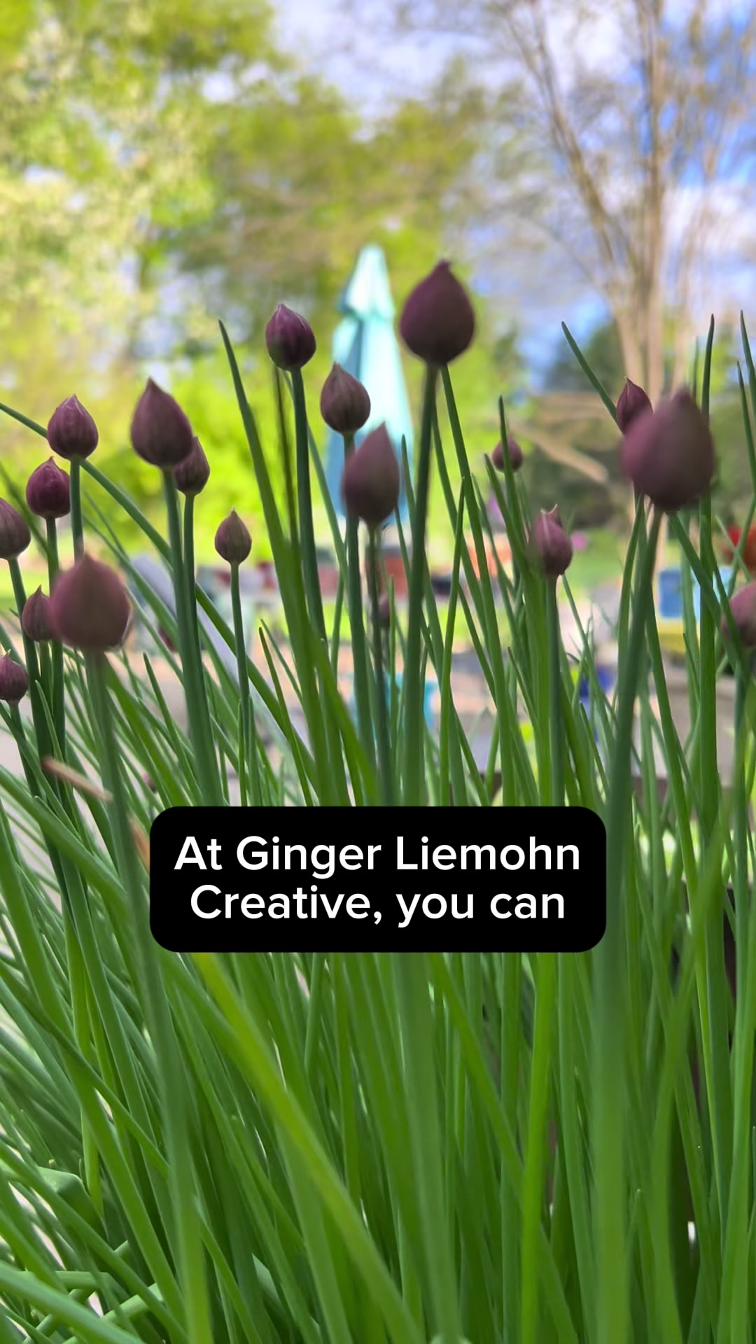 @gingerL