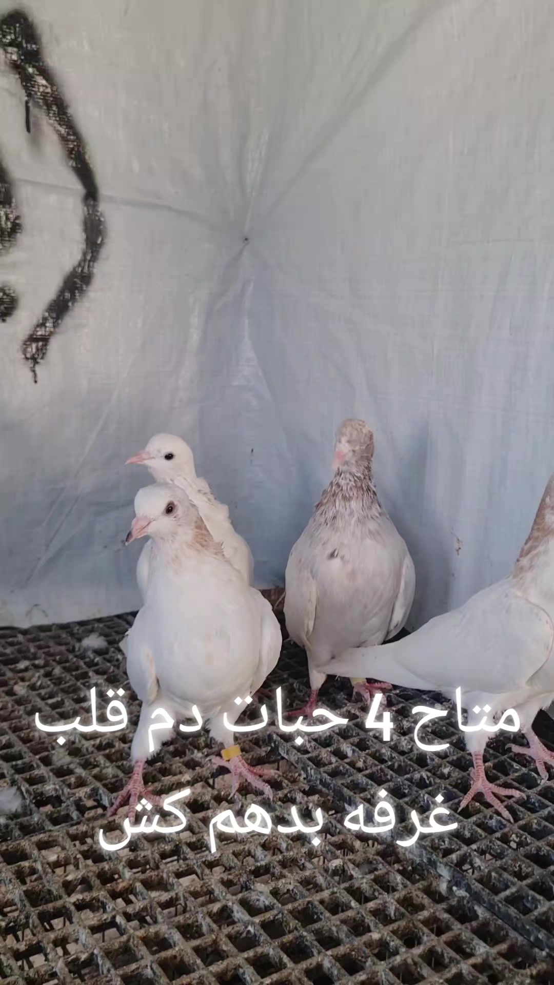 @Pigeons Tv