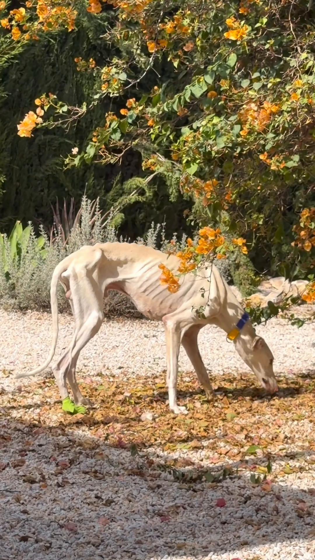 @Galgos del Sol