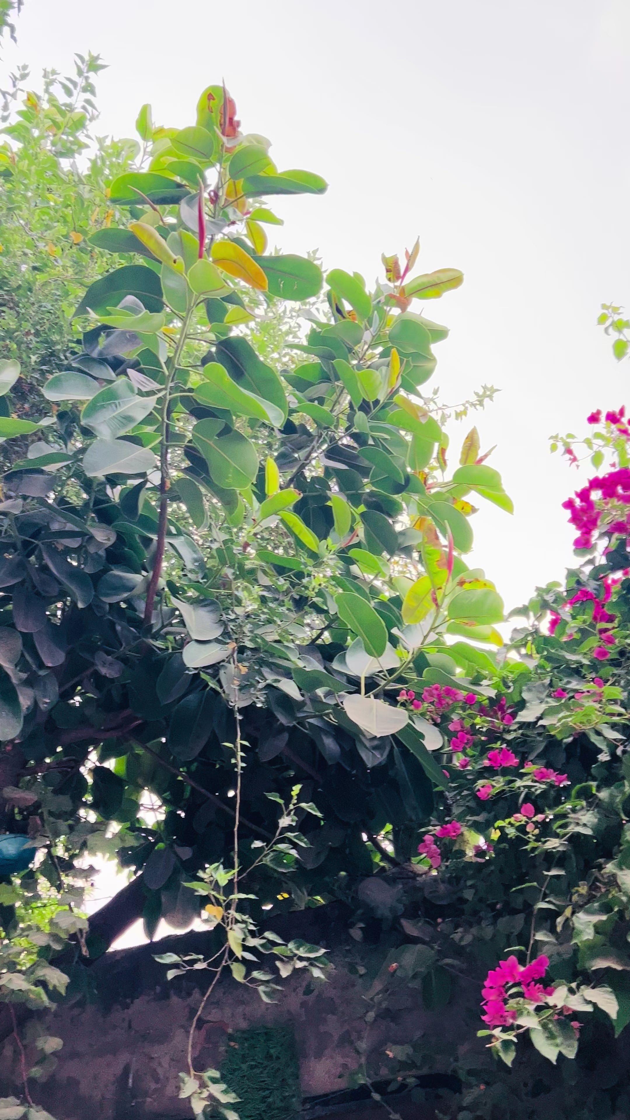 @محمد بھائی راولپنڈی