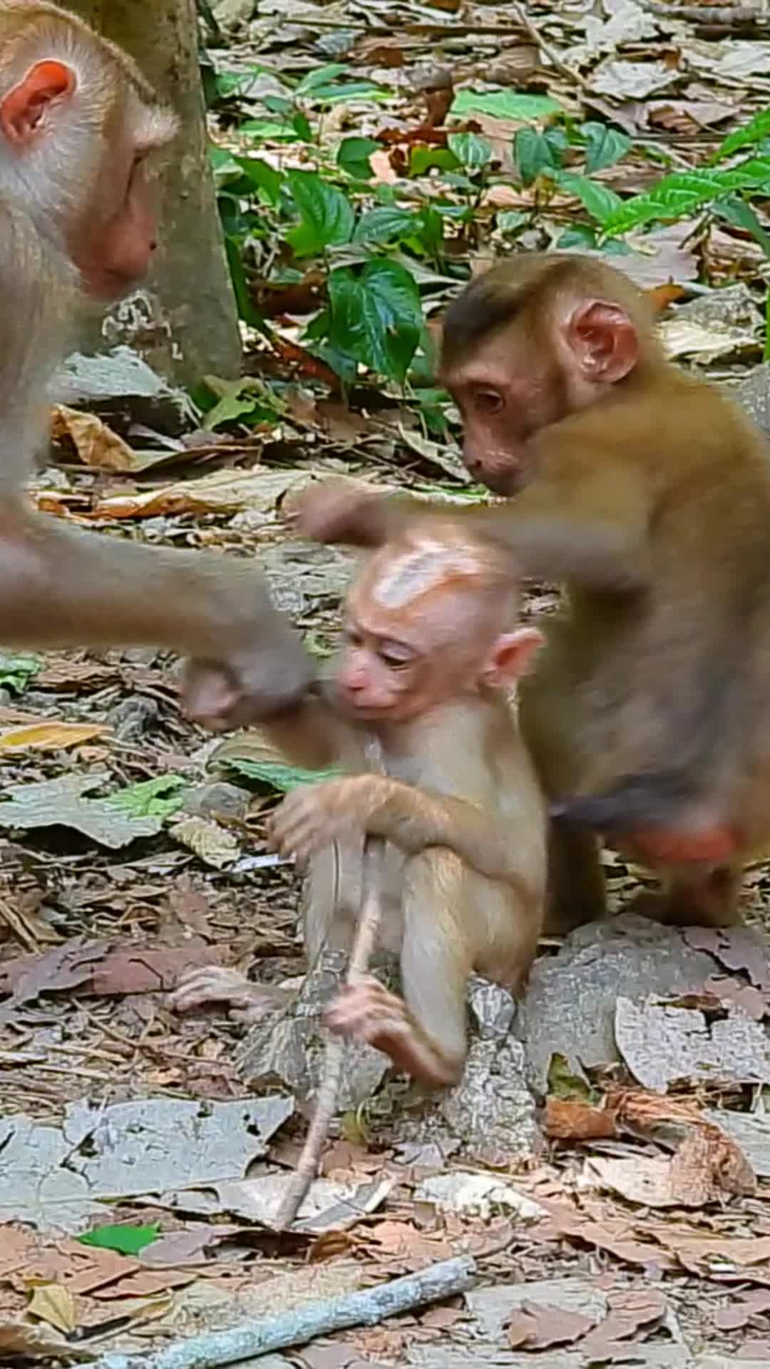 @Monkey Cambodia