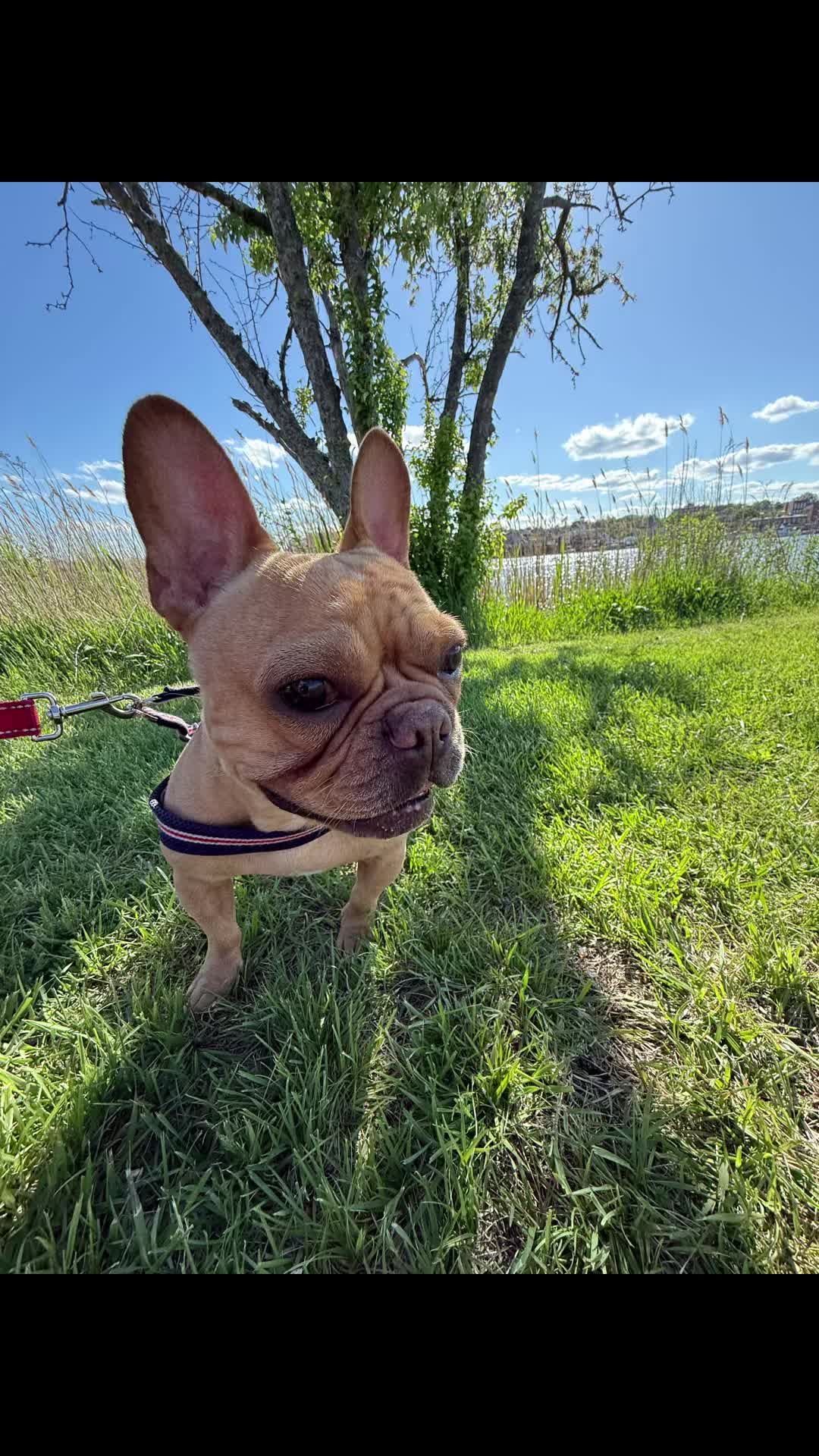 @PawsOnTrailsCT