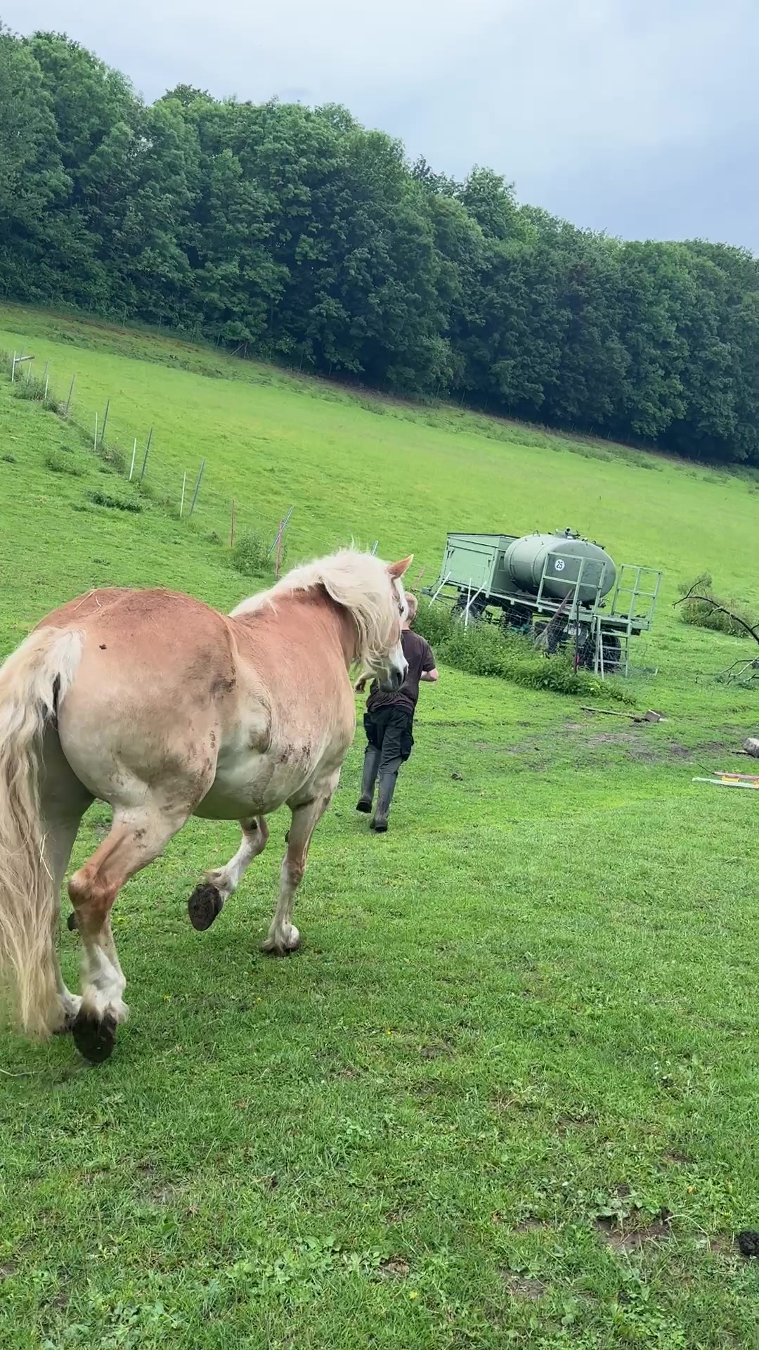 @HafiHorse2