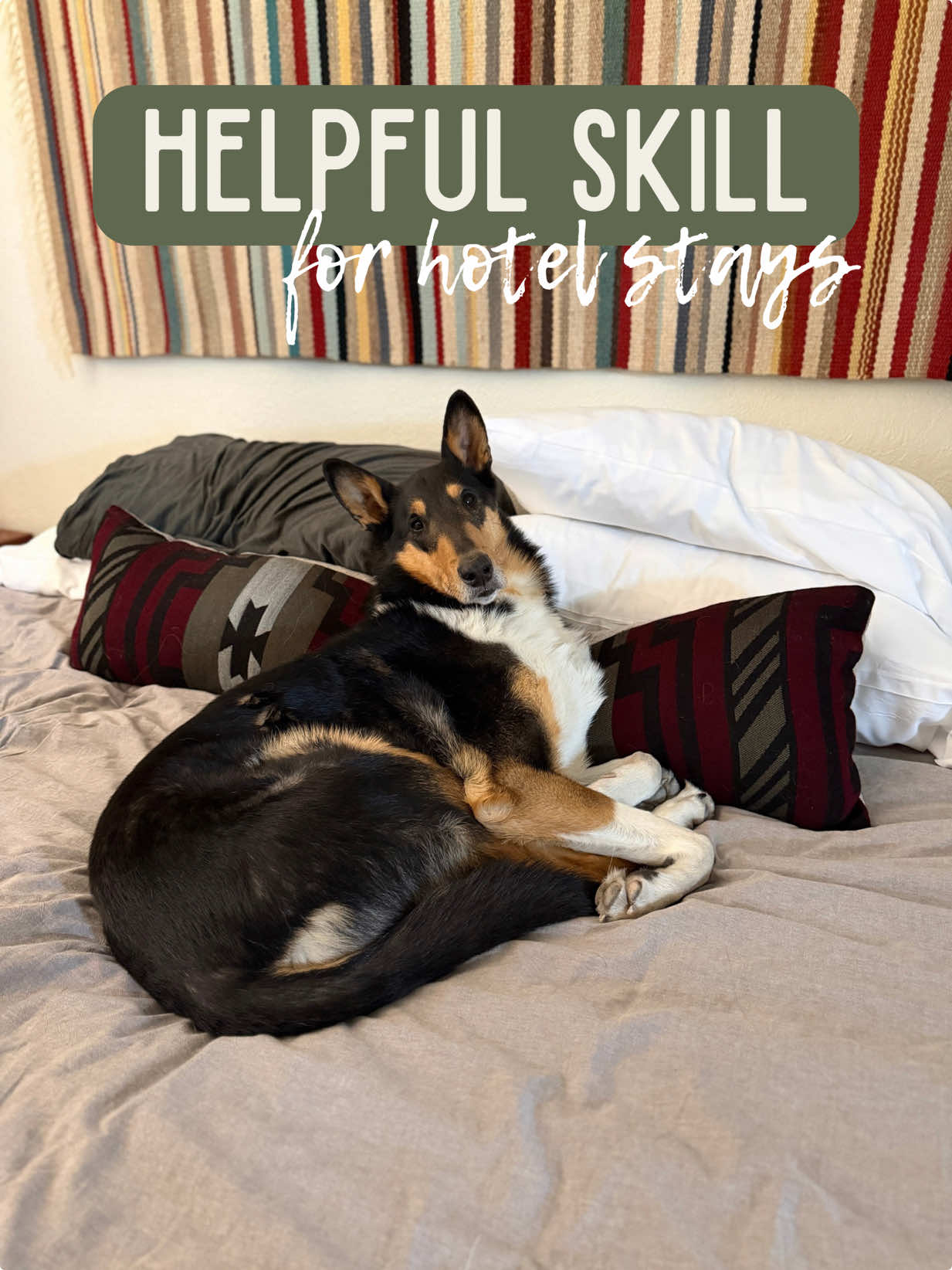 @lauren | dog behavior pro