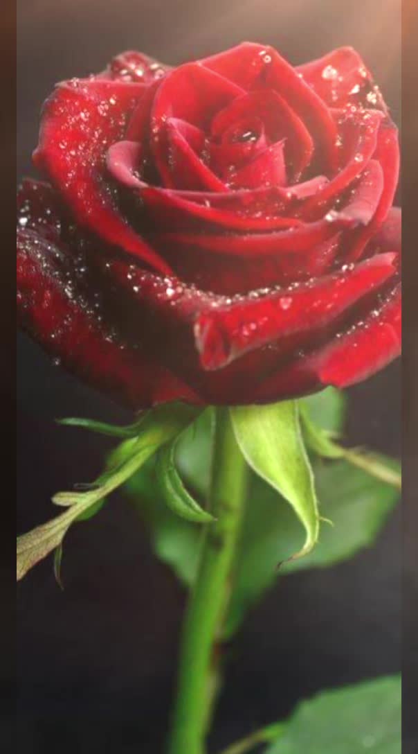 @🌹KC.sweet🌹🎀💝💫