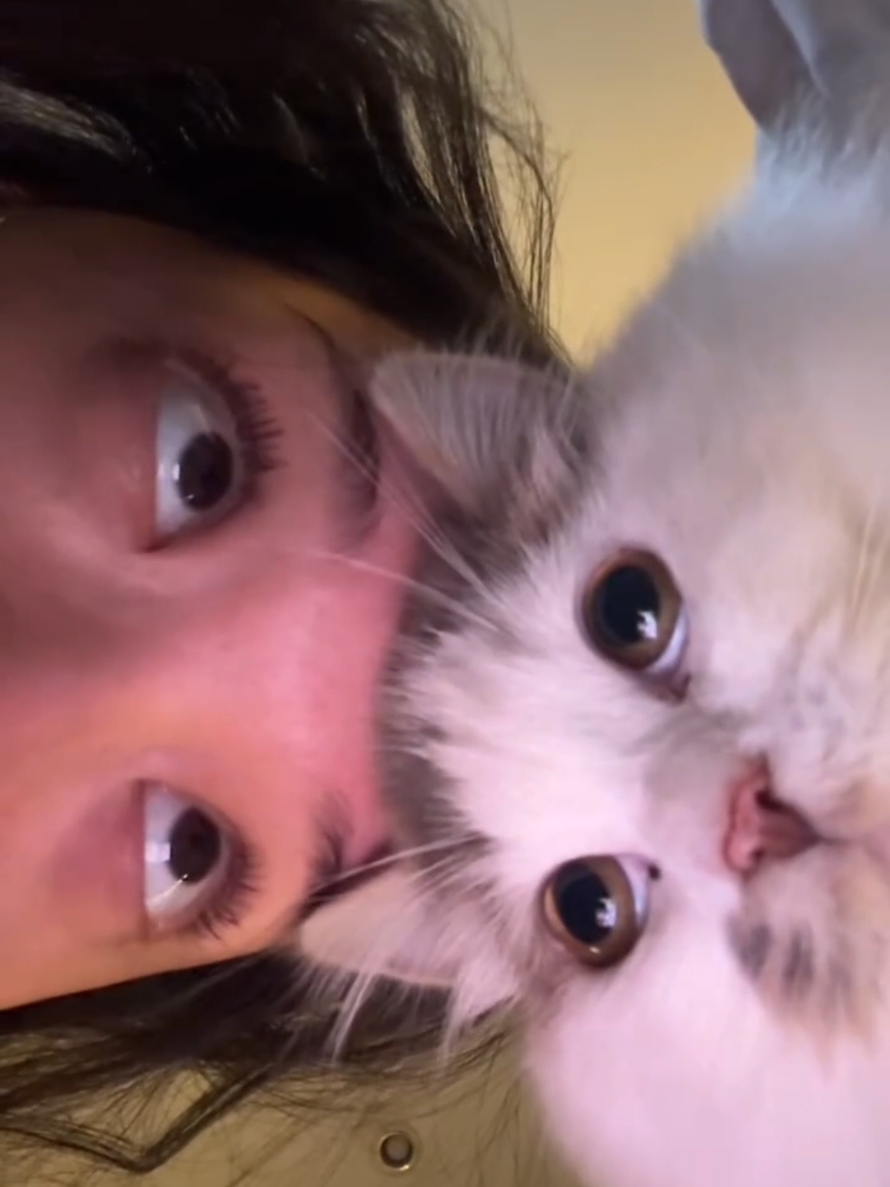 @Paw Pet