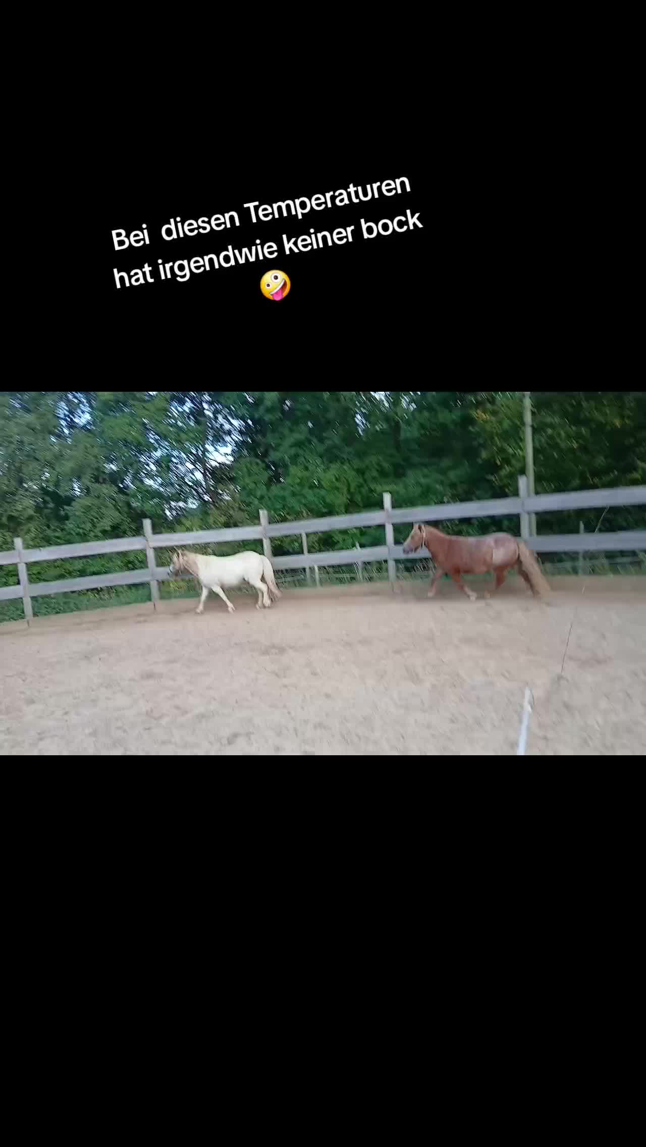 @💞🐴 Madeleine 🐴💞