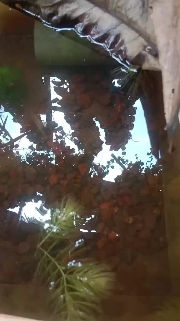 @ᅟᅟᅟᅟᅟℭỏ  𓆉