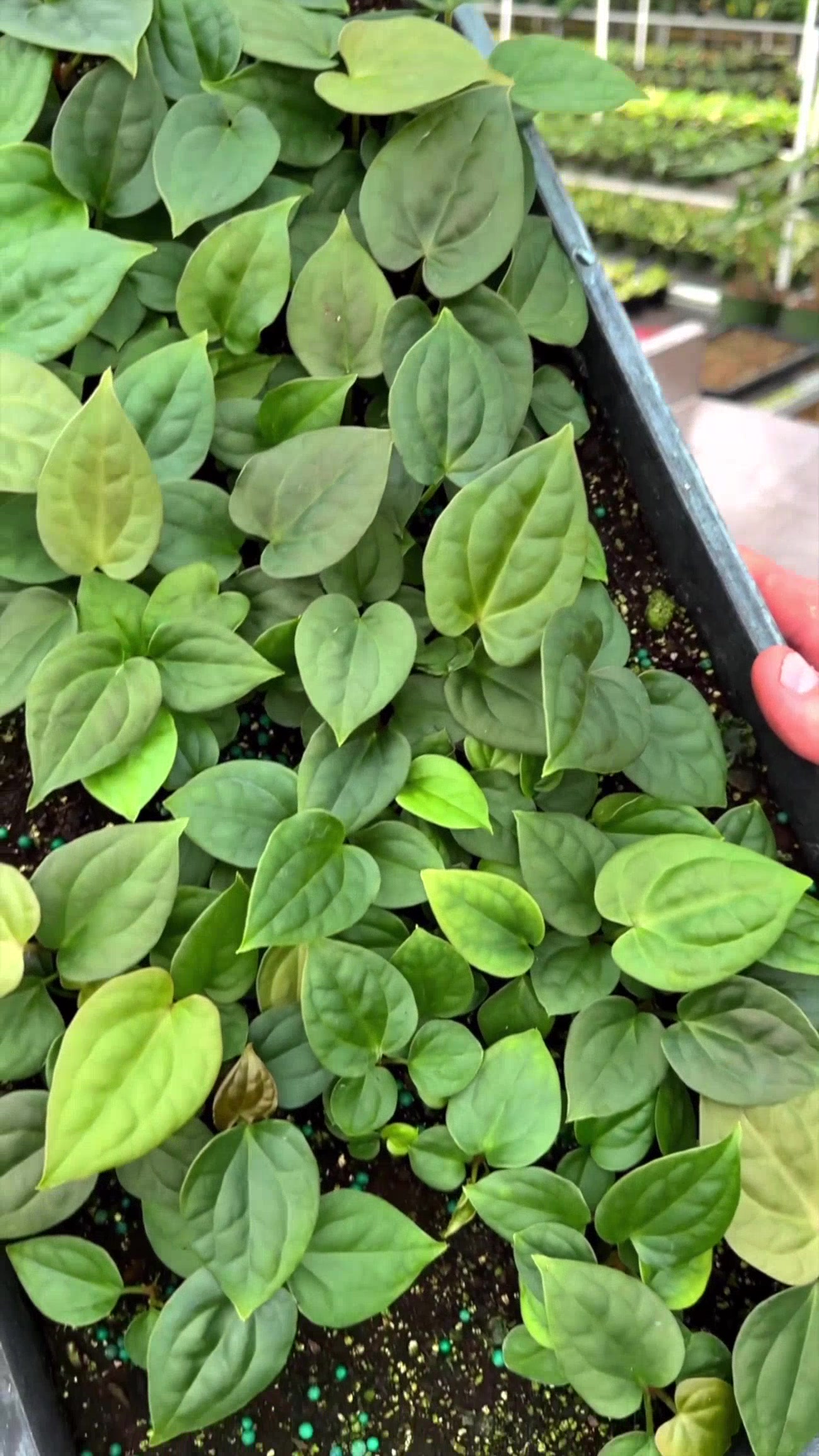 @BWH Plant Co