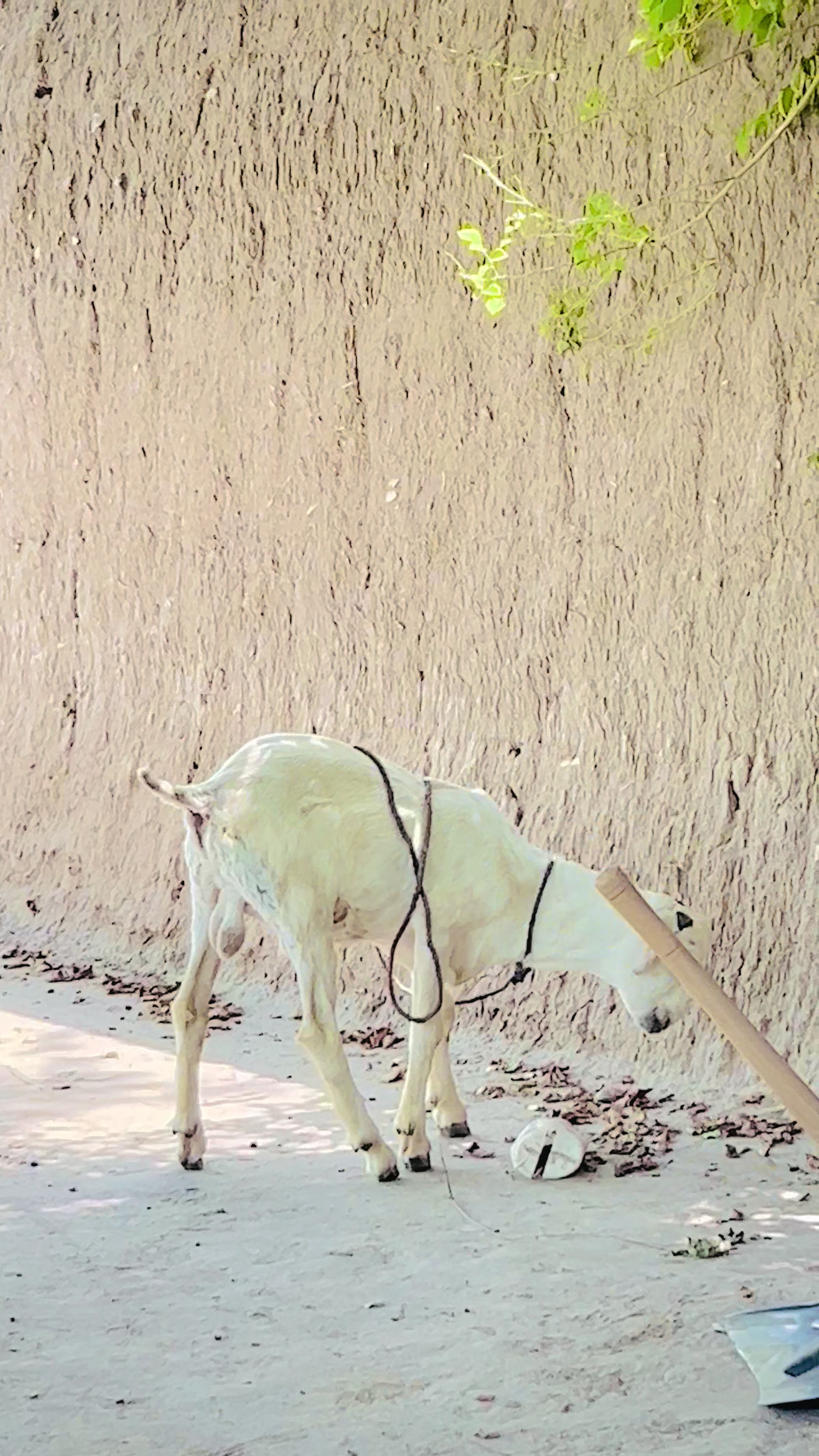@🥷 سردار عاصم بلوچ 🏴☠️