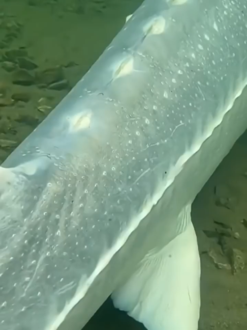 @uxifnfsiyyn