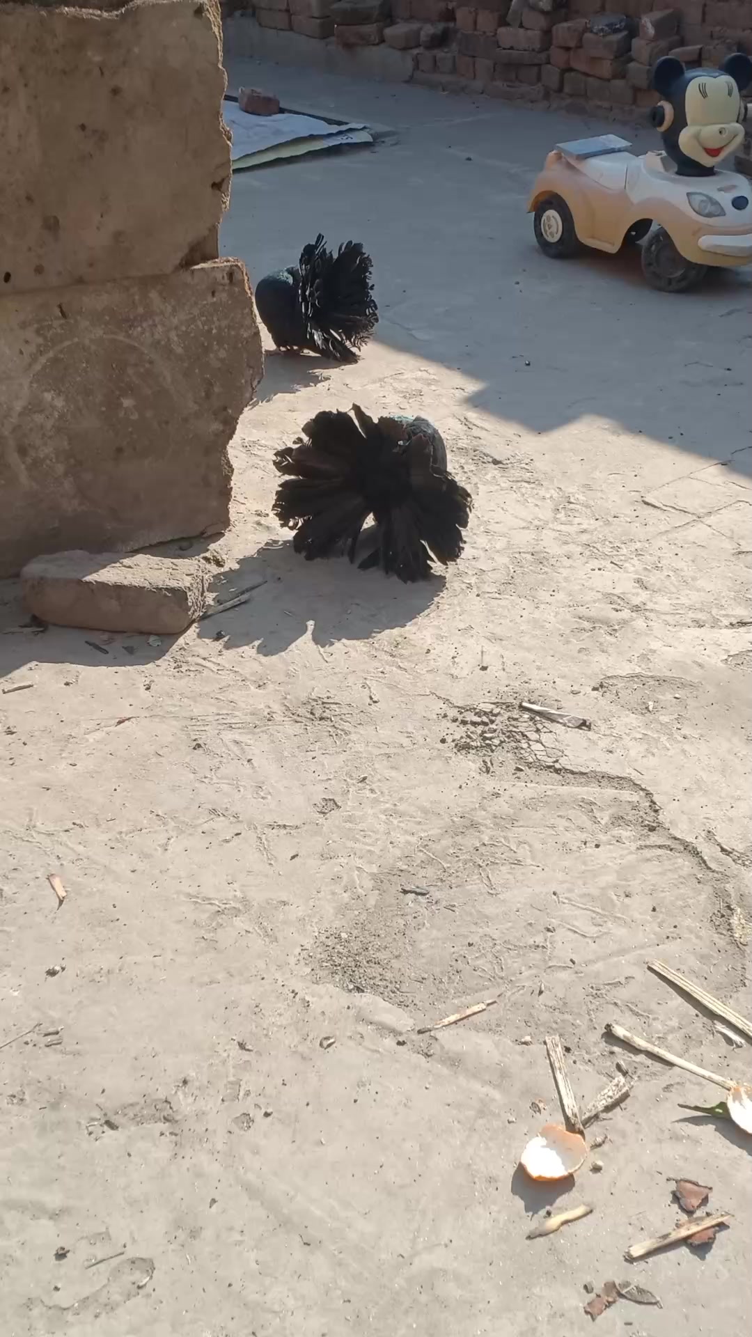 @royal birds