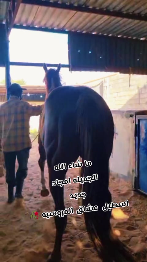 @چياب الاصايل