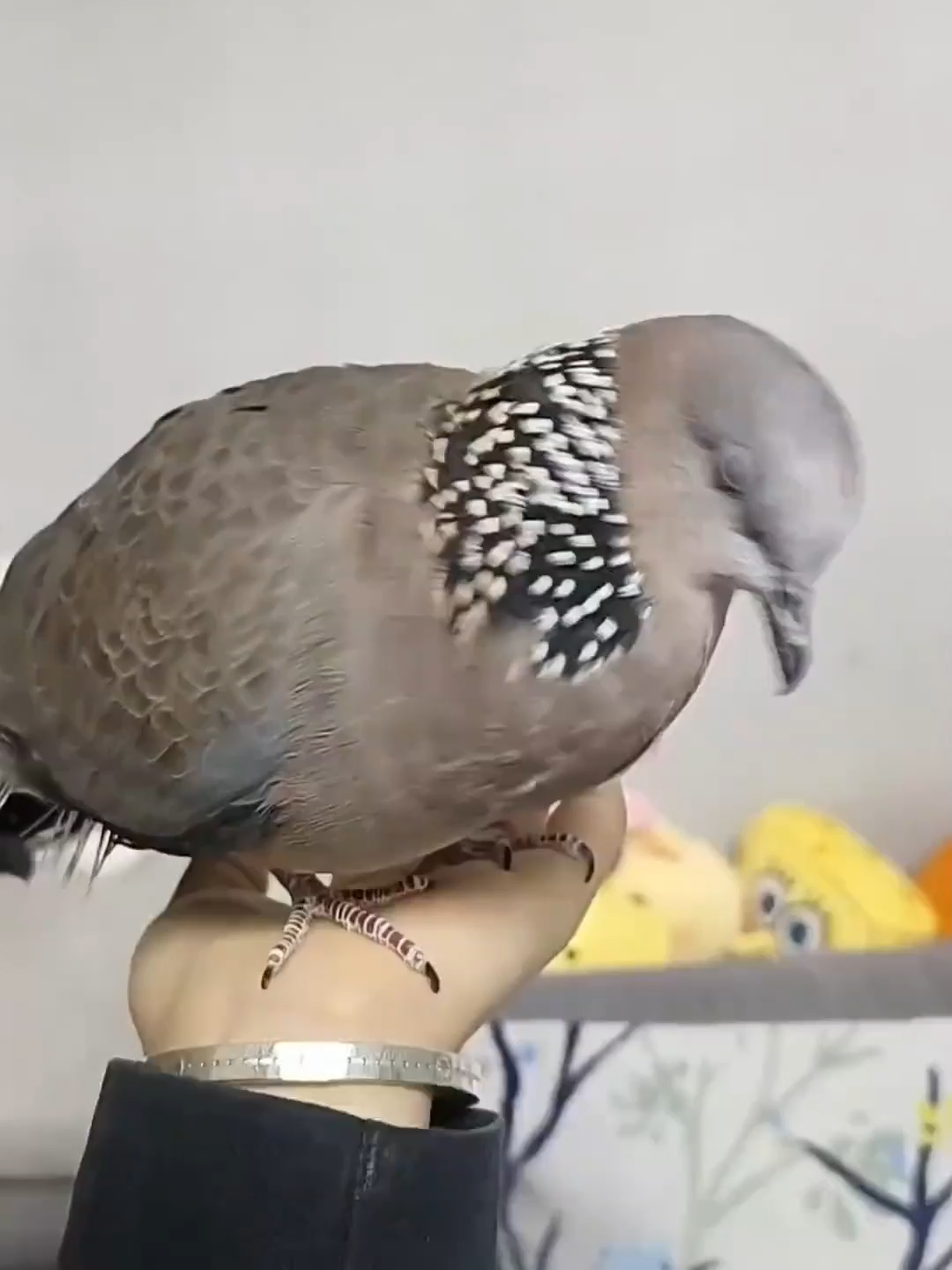 @coolczb