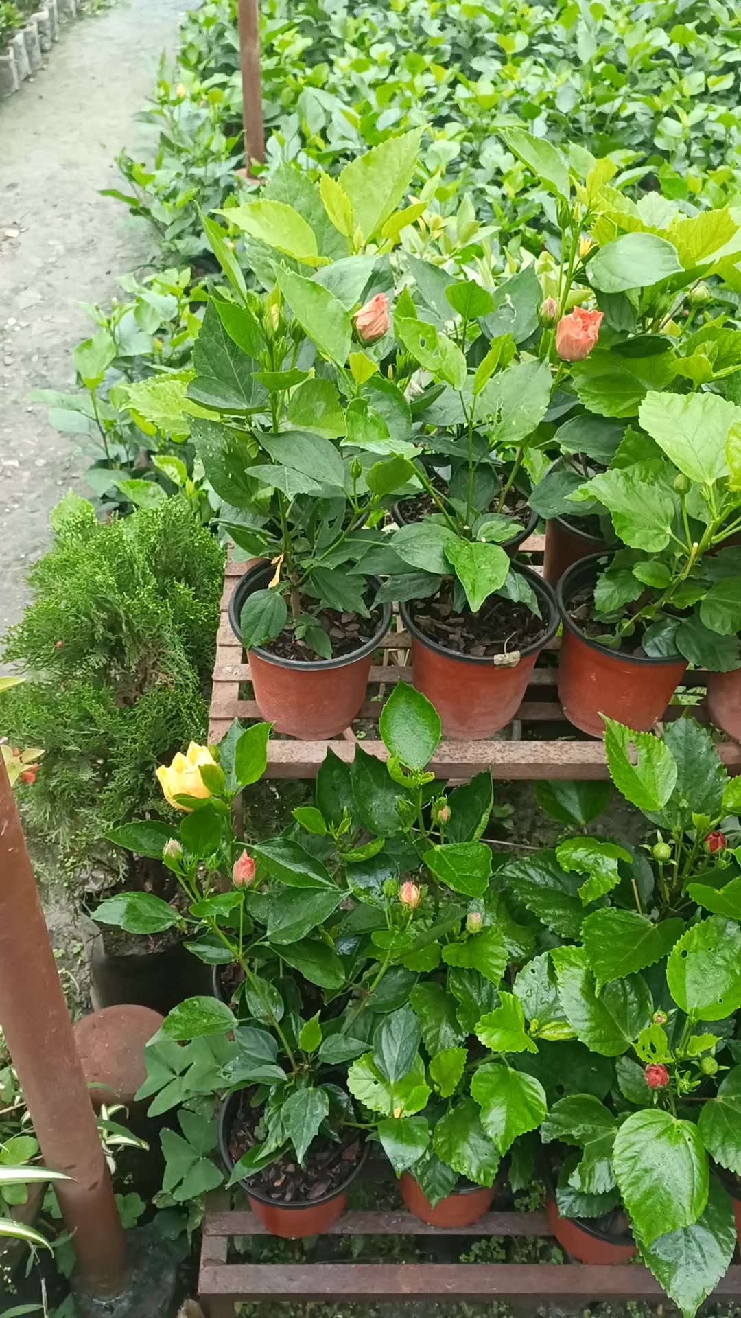 @shree guheshwori nursery