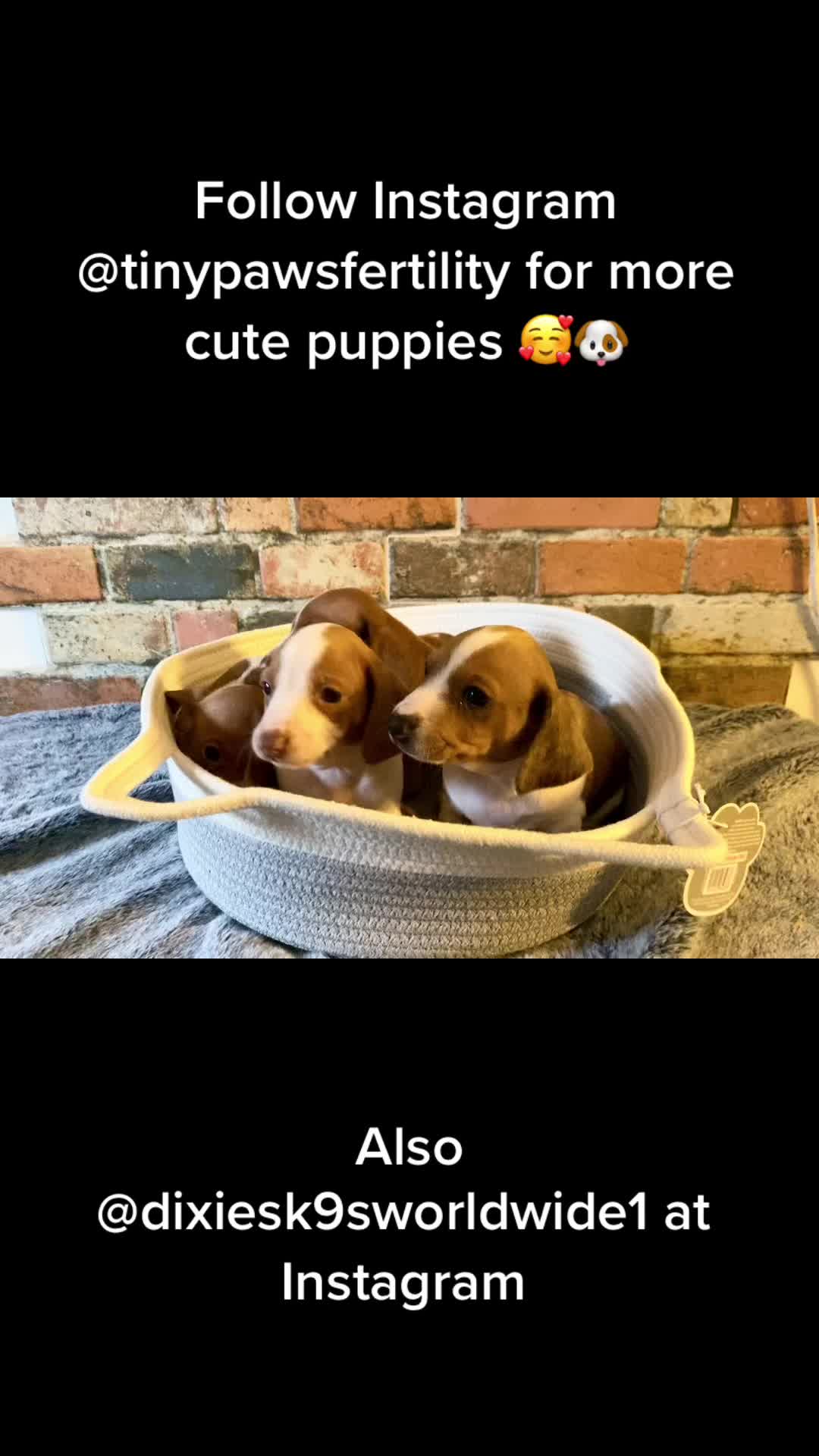 @Softskinpuppies