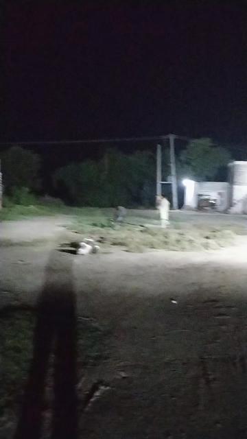 @Kashif bhatti Mandi alla