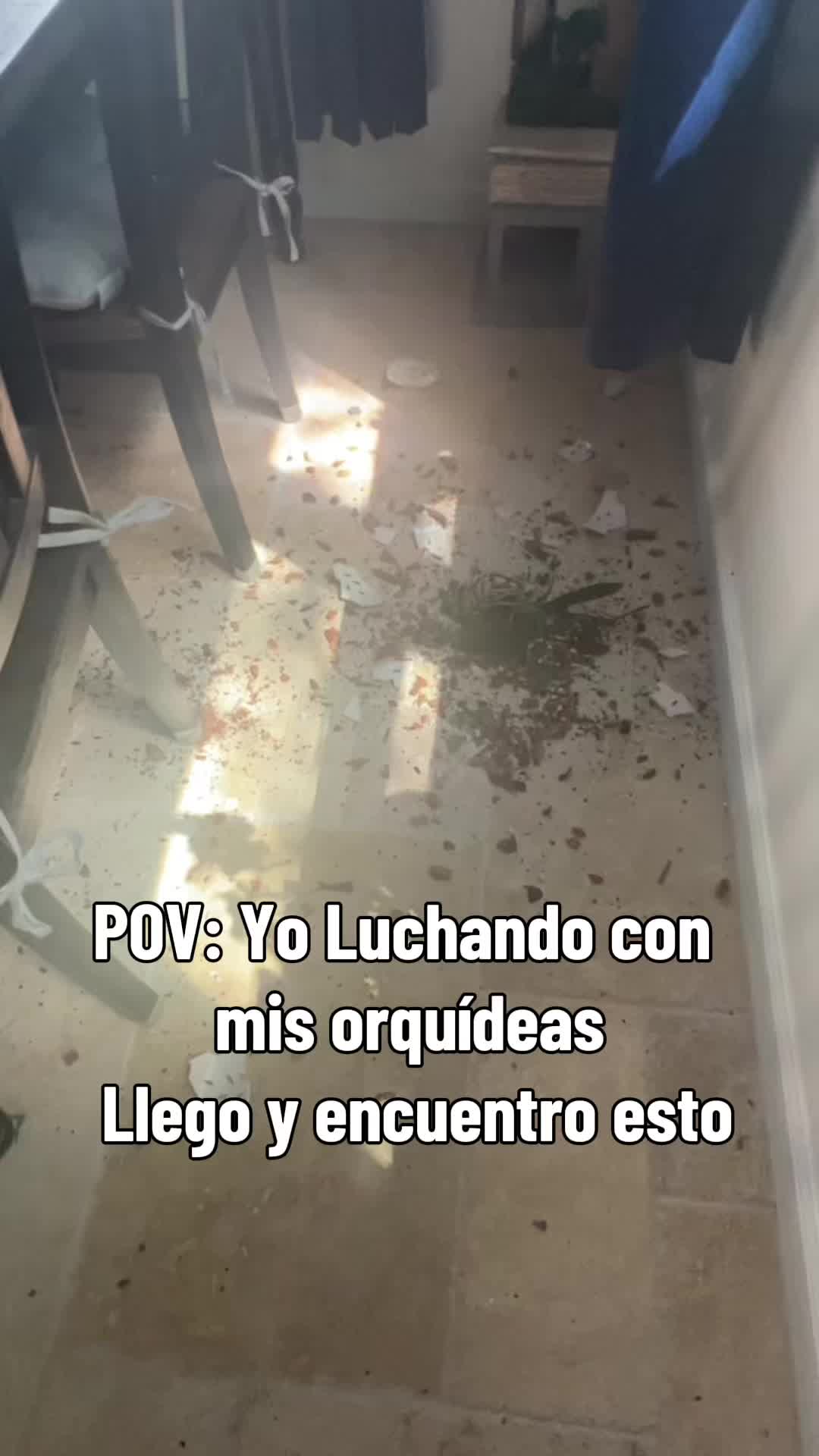 @Luz Vera2.0