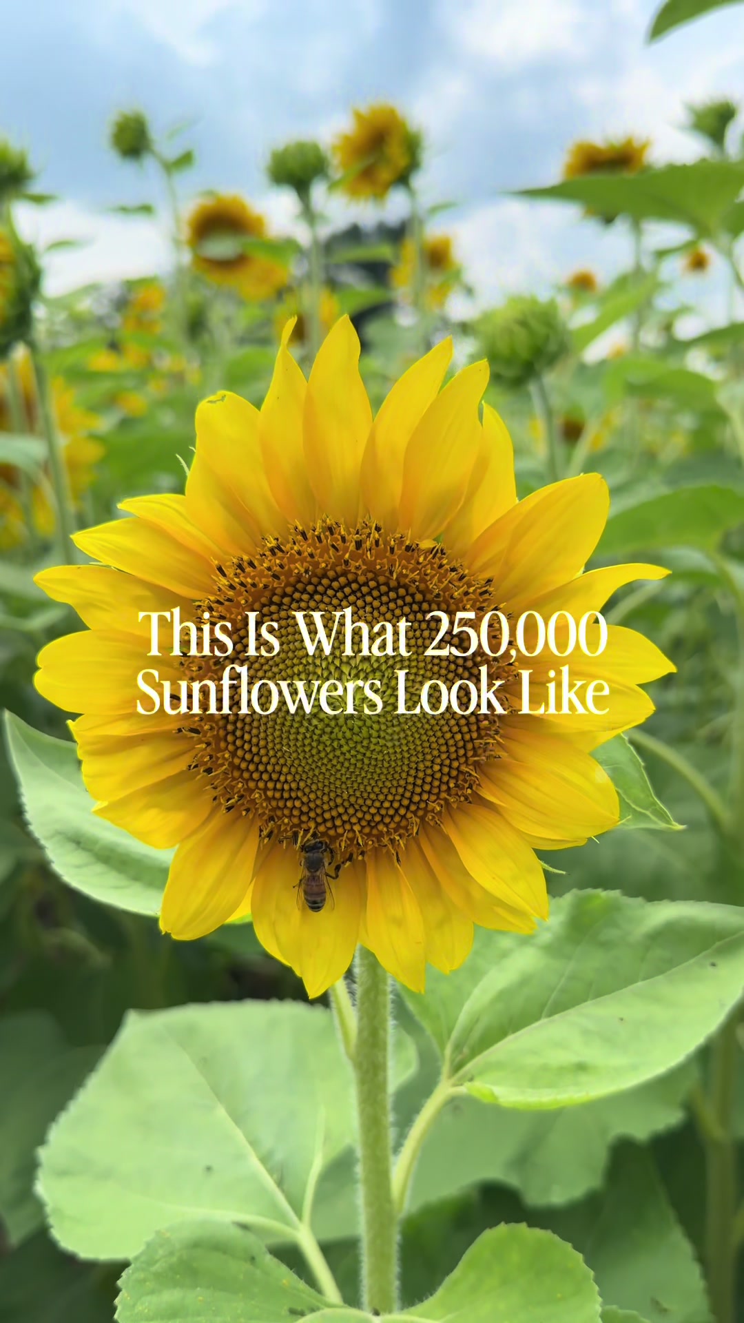 @Christopher | Flower Farmer