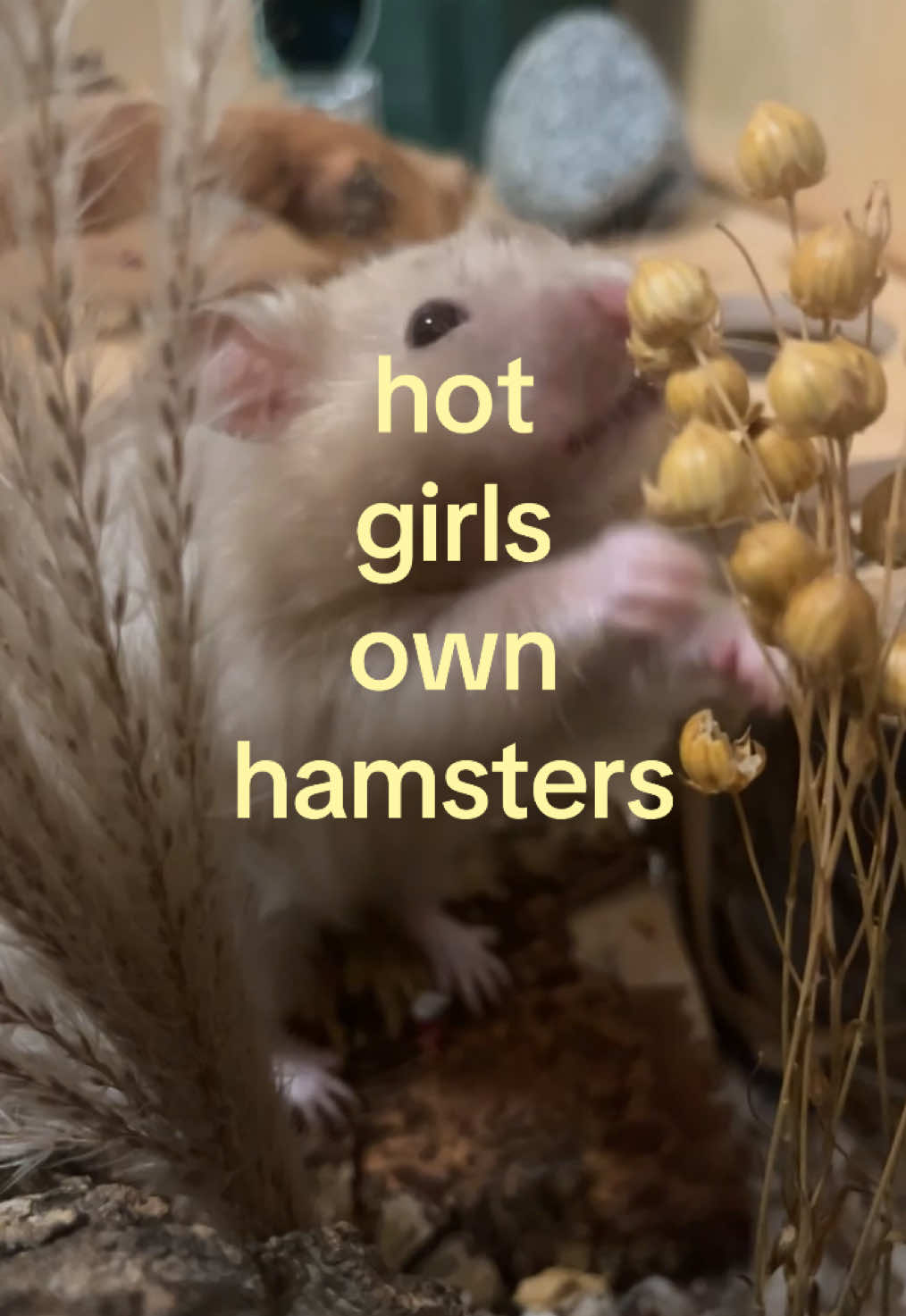 @ɪꜱʟᴀ