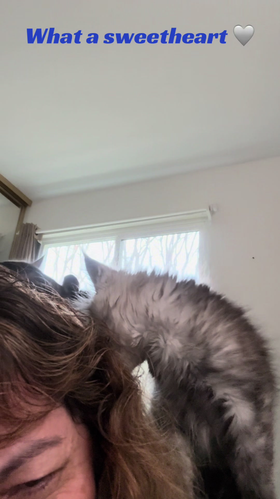 @StarKingdomMaineCoons