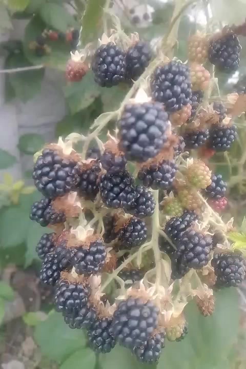 @Diyakc🇳🇵🇬🇧