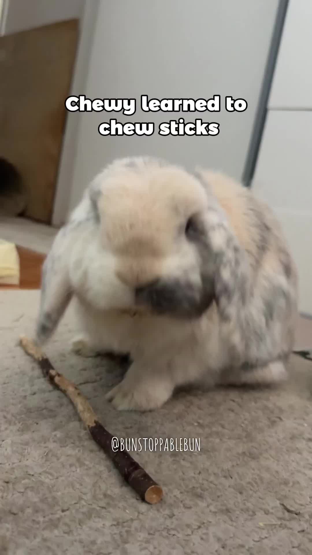 @BunBun, Mochi🌈, Chewy