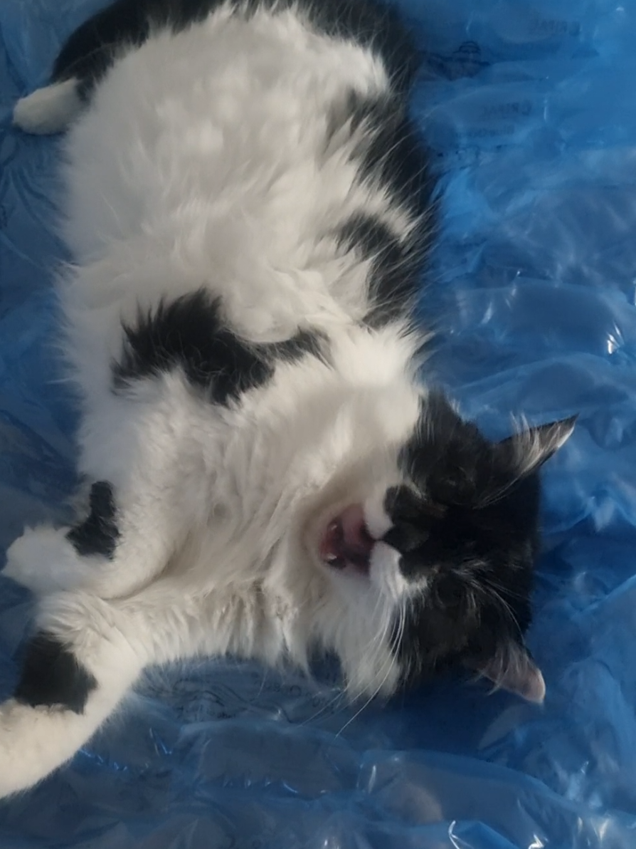 @2catlife