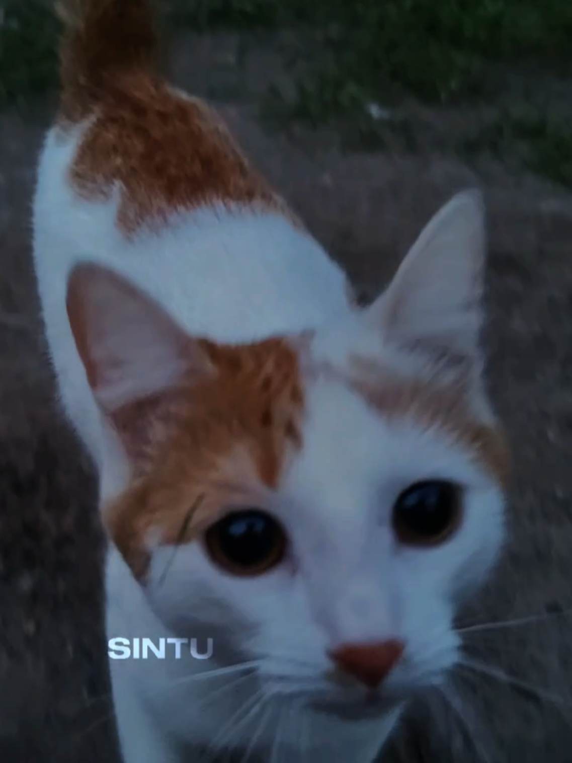 @SINTU