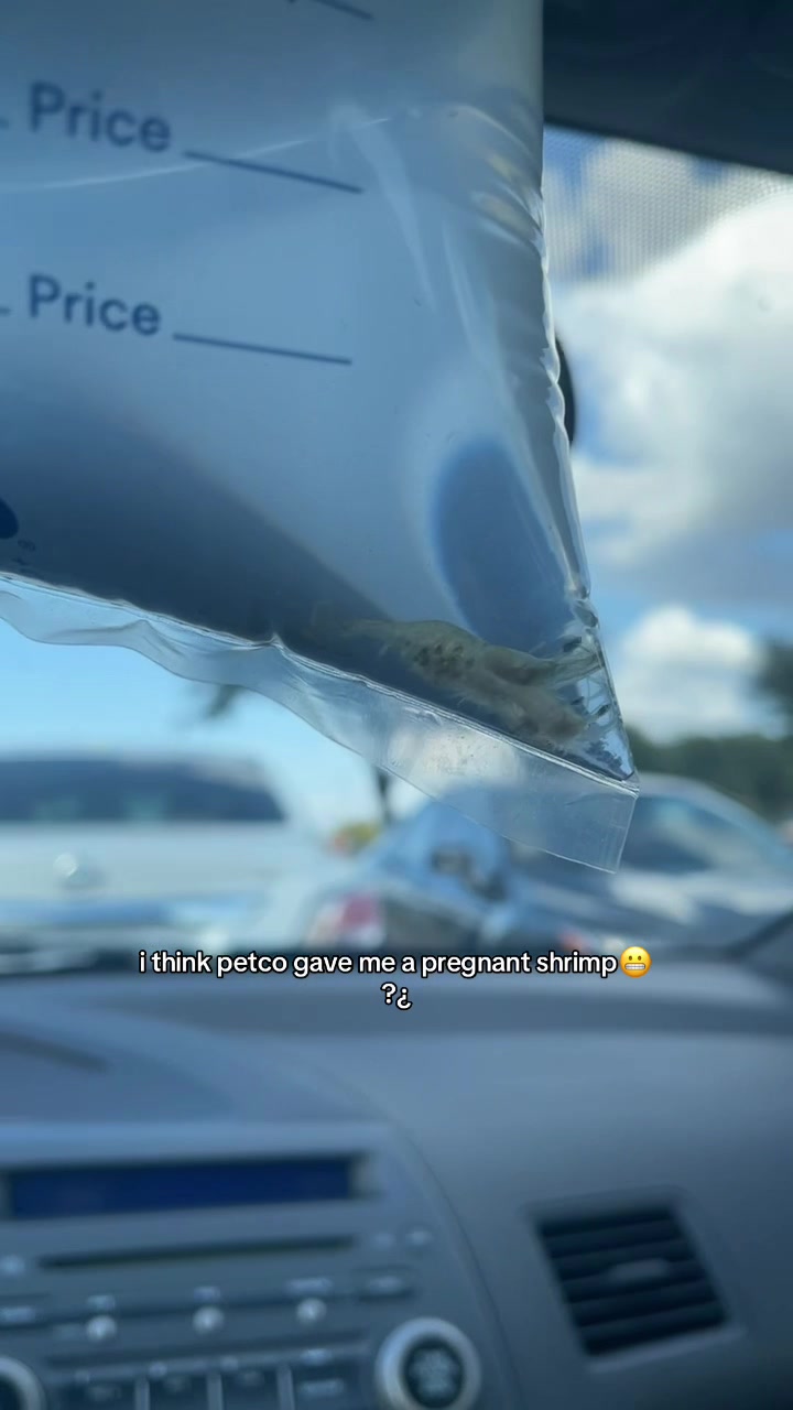 @l e o n a