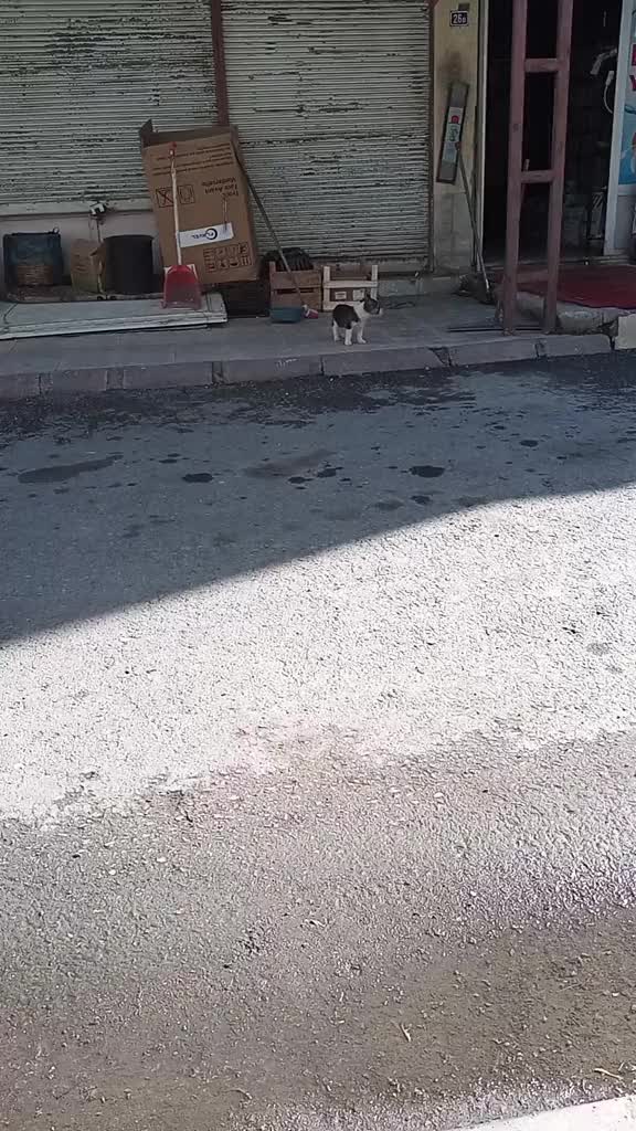 @nefretimsin dünya