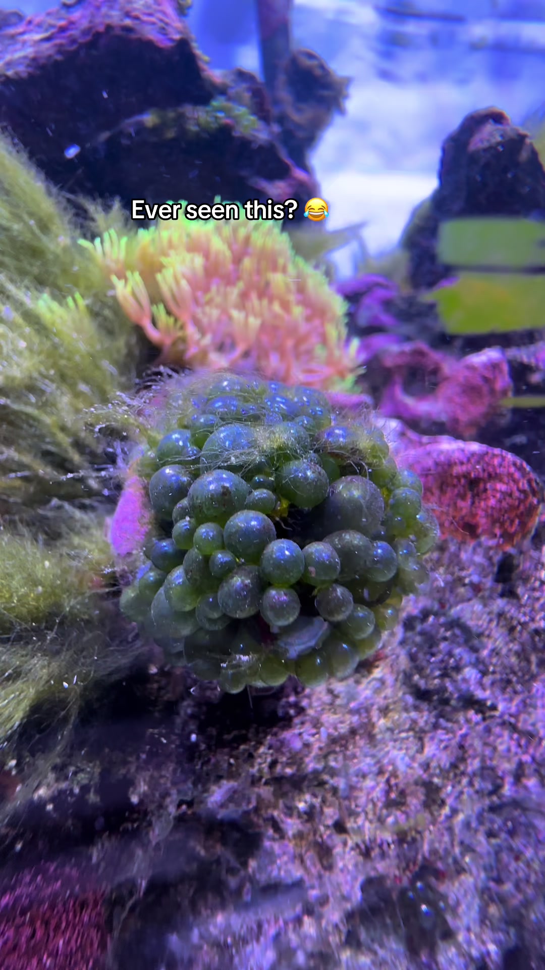 @ReefSync