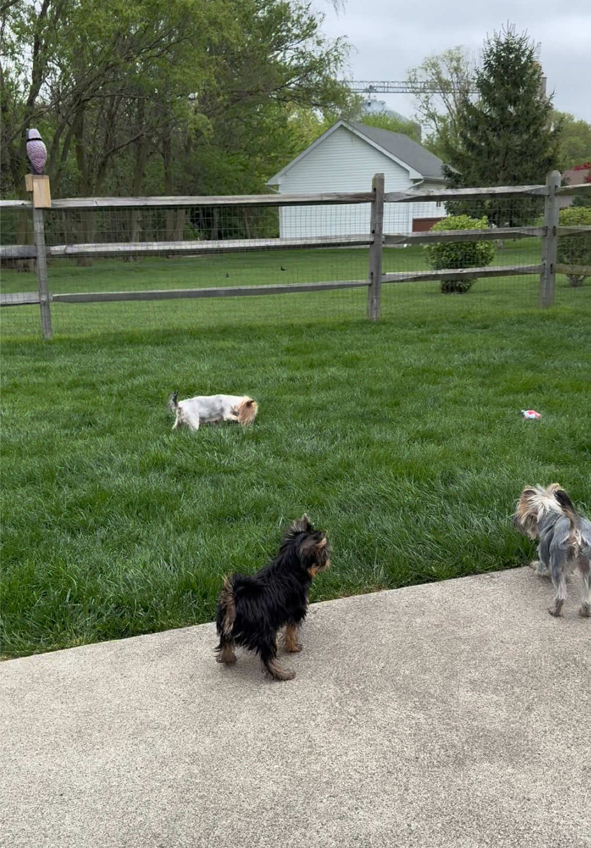 @Kimbrays Yorkies