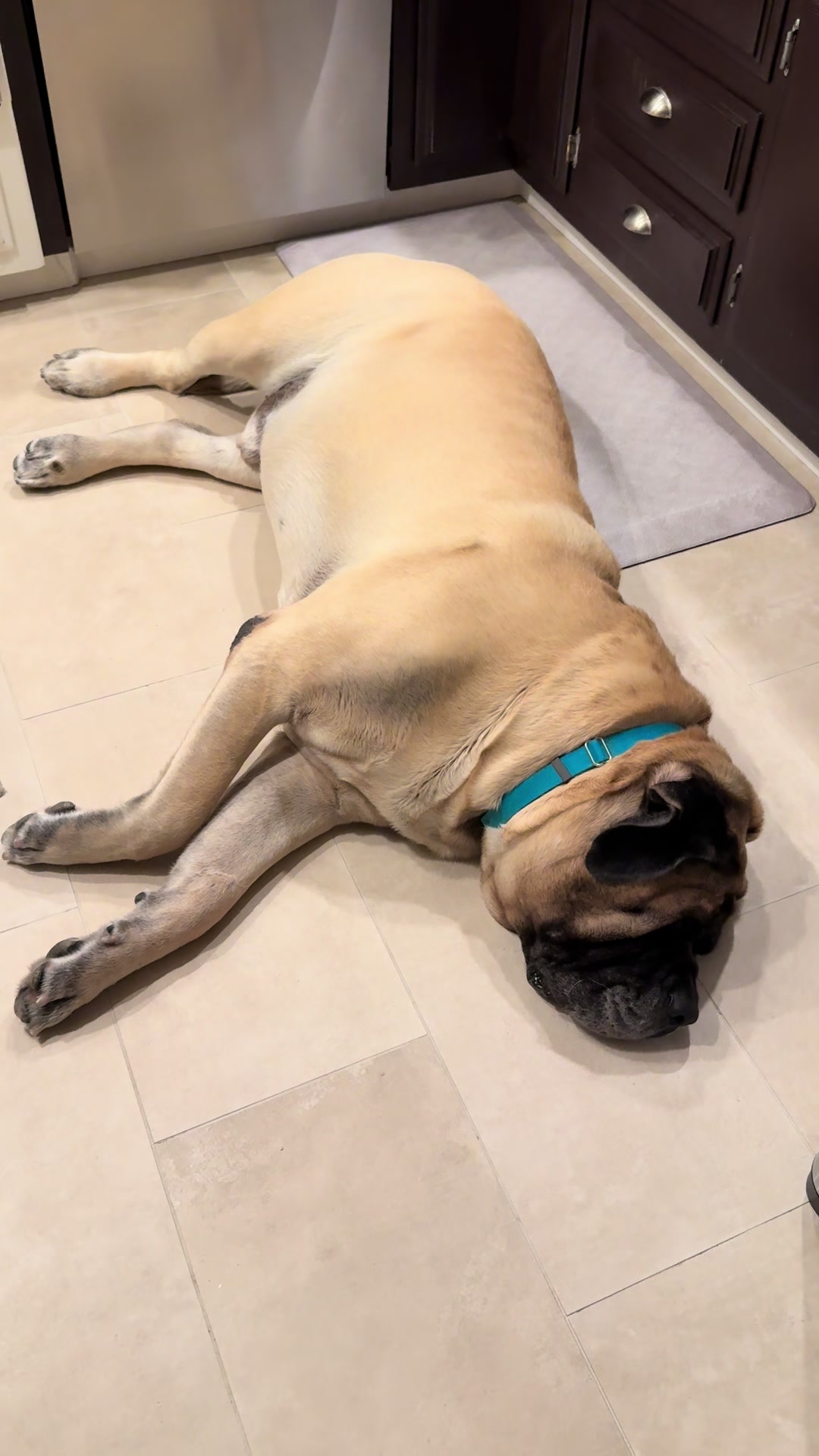 @Fronkythemastiff