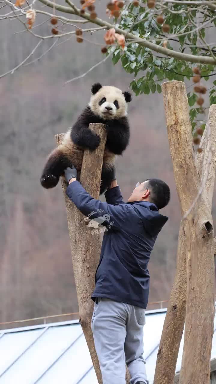 @熊猫妹珠🐼