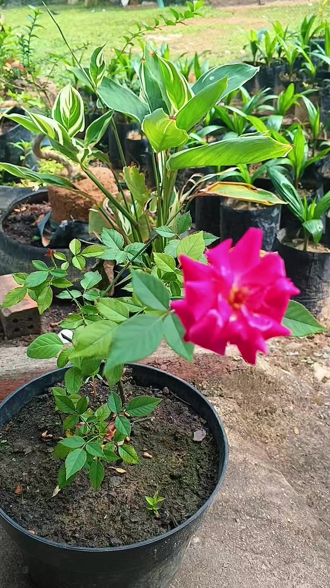 @susmawaati