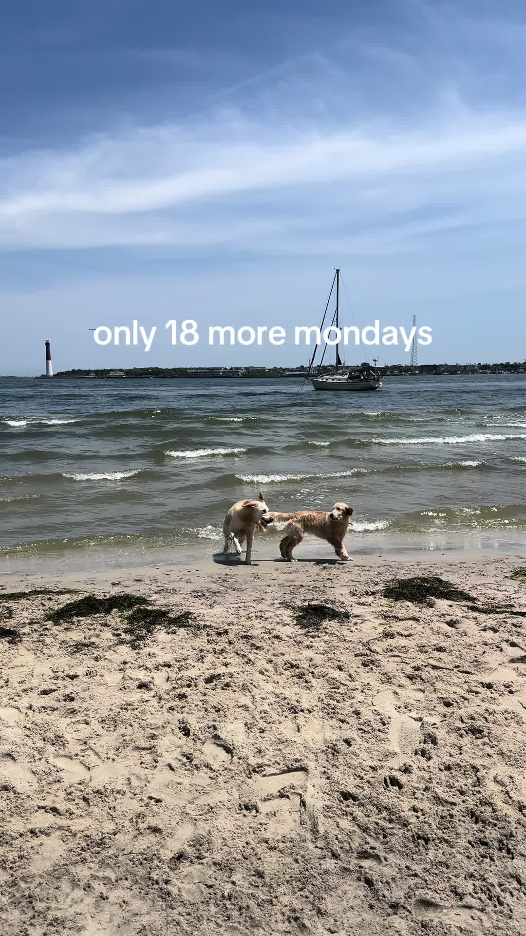 @Clover and Lily 🐾