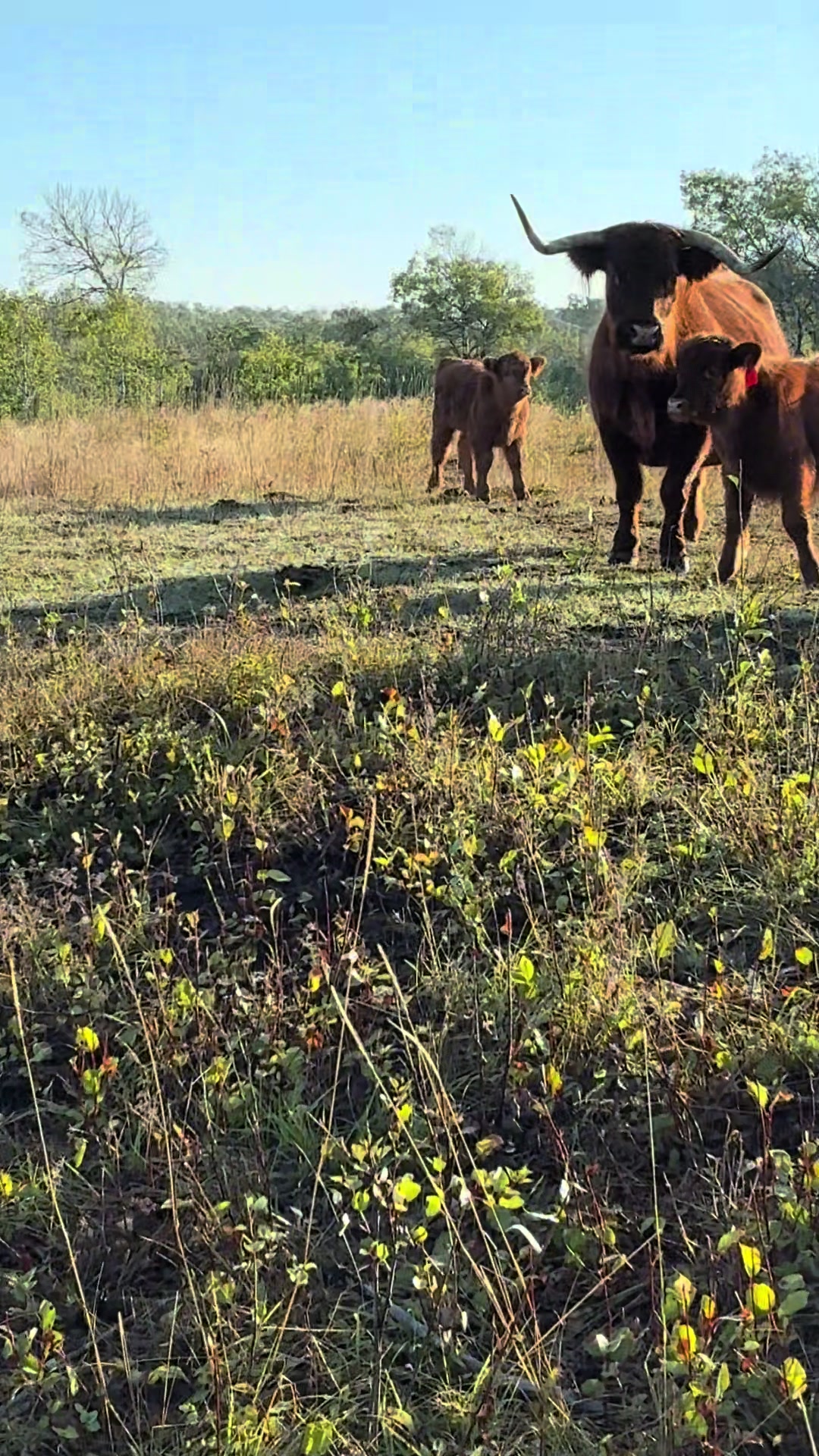 @mybonnyfarms