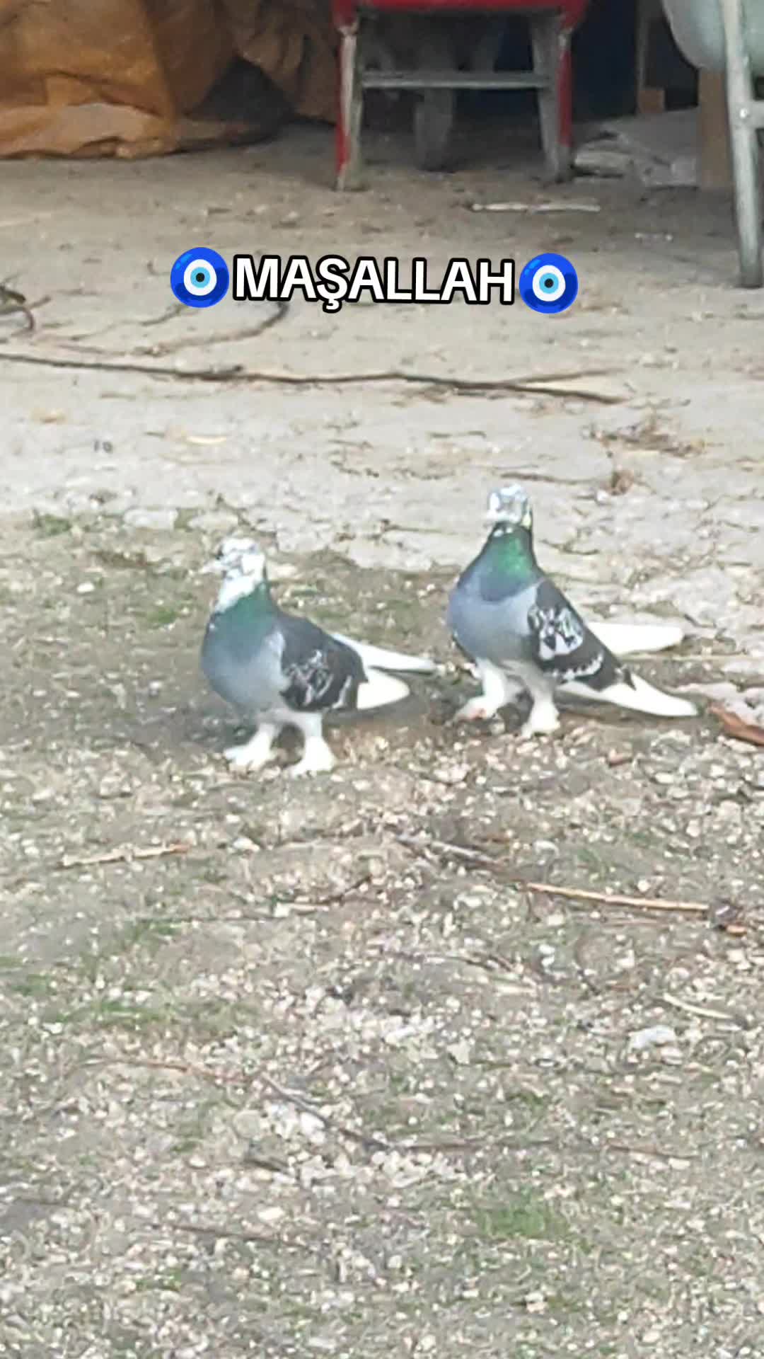 @𝕬𝖑𝖕𝖊𝖗𝖊𝖓 𝖉𝖔𝖌̆𝖆𝖓
