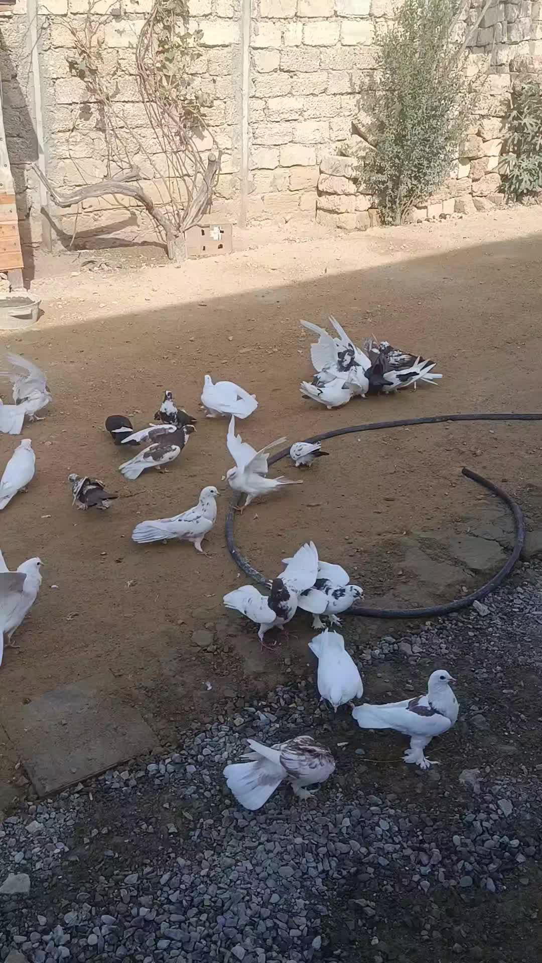 @pirsağı