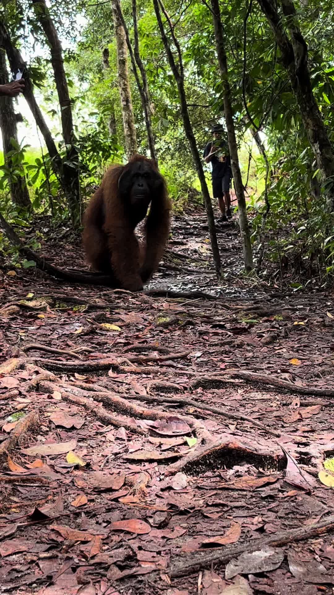@BORNEORANGUTANSTOUR.