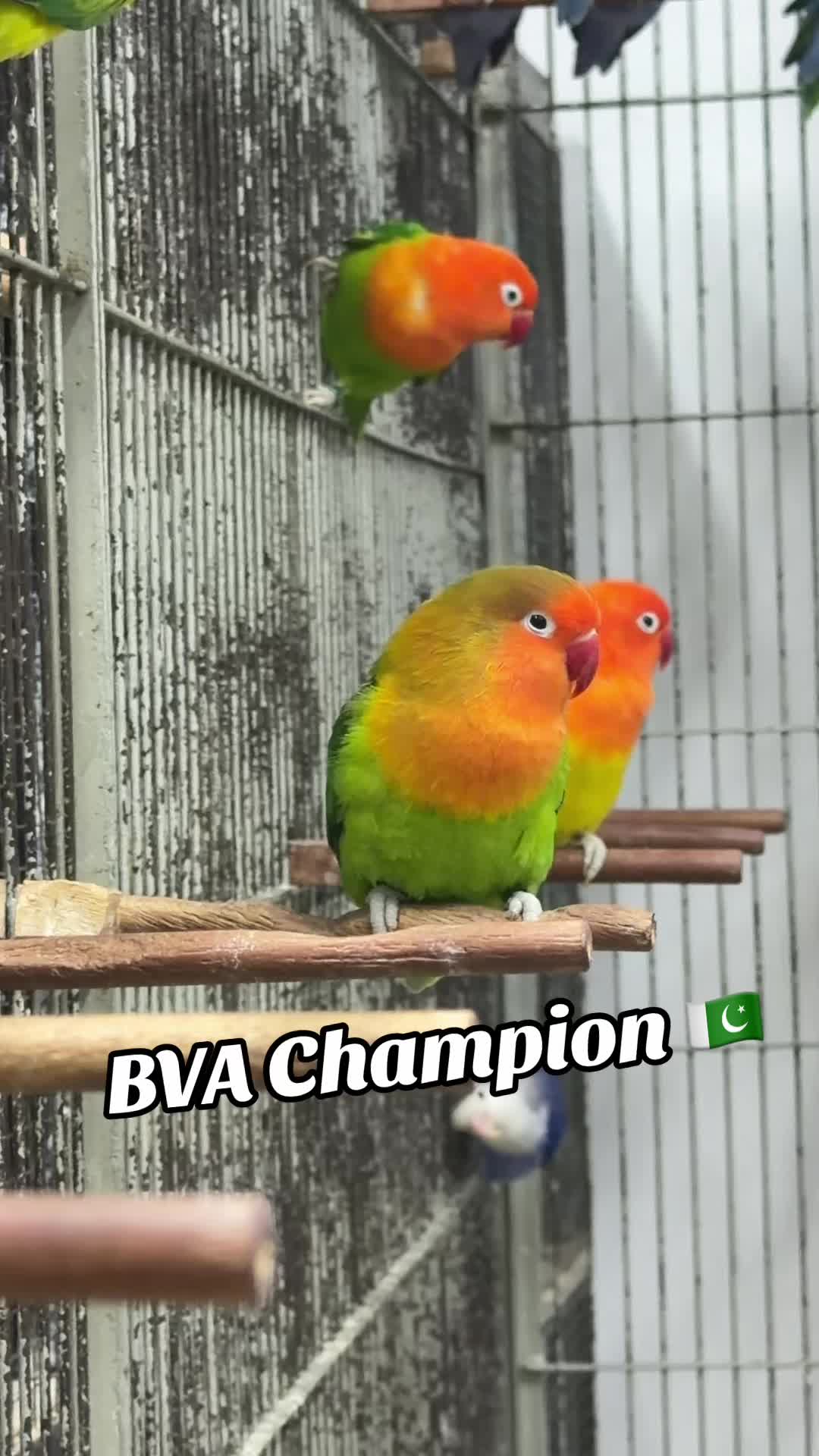 @AdilBirdsFarm