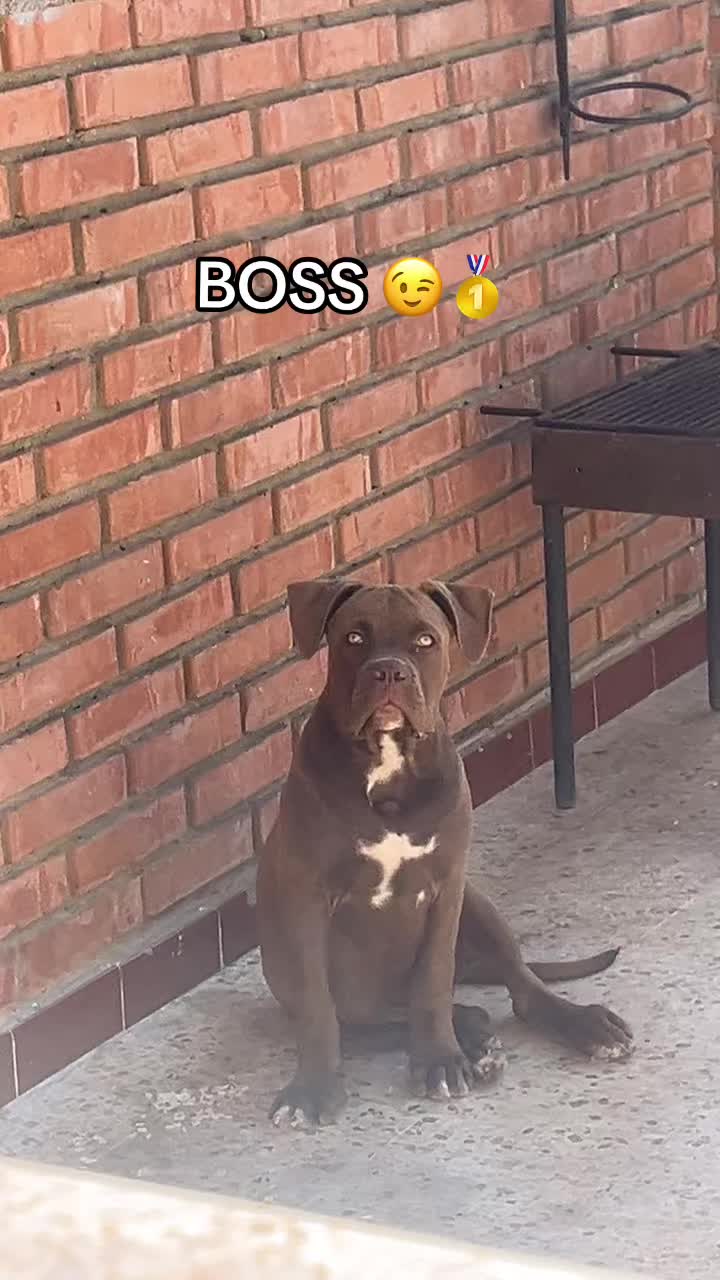 @Boss🥷🏻