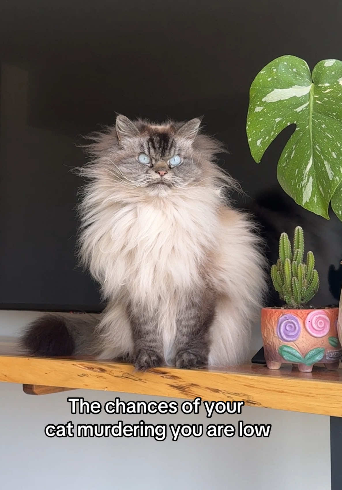 @Merlin Ragdoll