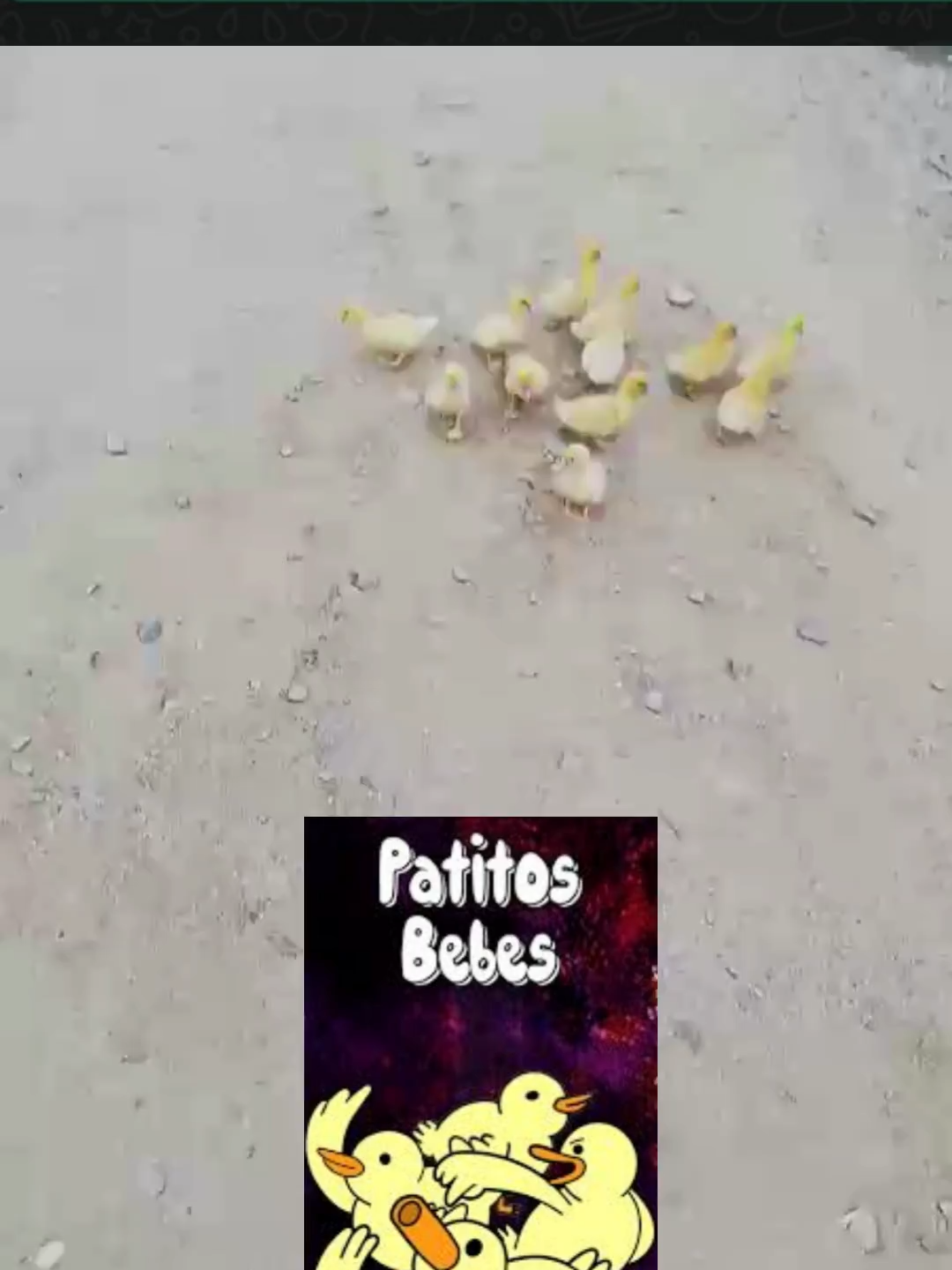 @felo_bougs693