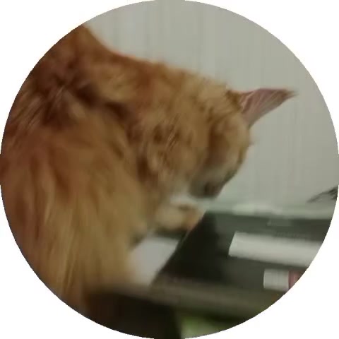 @mashonkka🪽