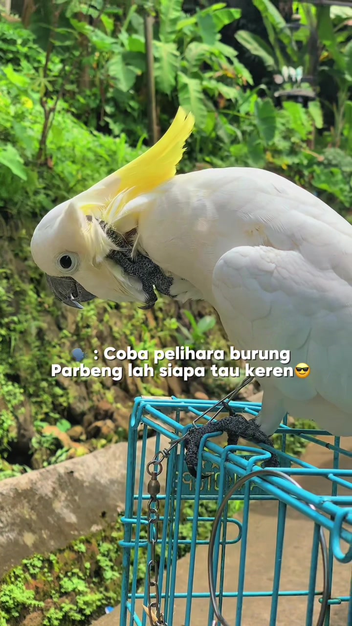 @Seputar Burung Free Fly